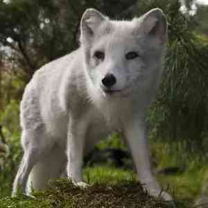 silver fox - mammals with detailed facts including diet, lifespan, weight and habitat information